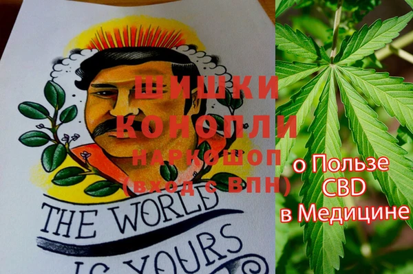 прущие грибы Медвежьегорск
